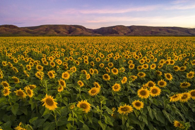 Ceres Sunflowers-0027