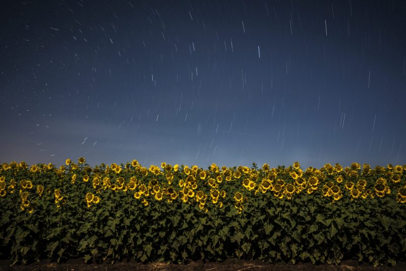 Sunflowers and star trails